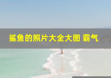 鲨鱼的照片大全大图 霸气